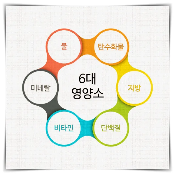 저속노화와 영양의 관계를 알아보기 위한 6대 영양소인 탄수화물, 지방, 단백질, 비타민, 미네랄, 물