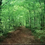 퇴근 후 숲치유 루틴에 좋은 동네 작은 산의 숲길