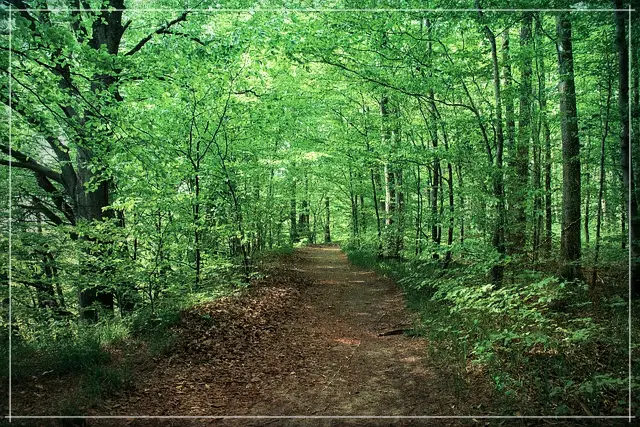 퇴근 후 숲치유 루틴에 좋은 동네 작은 산의 숲길