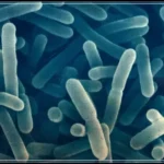 유산균의 한 종류인 락토바실러스의 현미경 사진